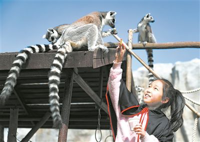 小學(xué)生與環(huán)尾狐猴互動(dòng)。張進(jìn)剛攝